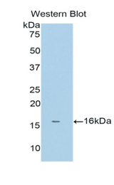 Western blot of recombinant BAFF Receptor / BAFF-R.