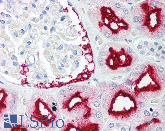 Anti-BAG1 antibody IHC of human kidney. Immunohistochemistry of formalin-fixed, paraffin-embedded tissue after heat-induced antigen retrieval. Antibody LS-B1331 concentration 5 ug/ml.