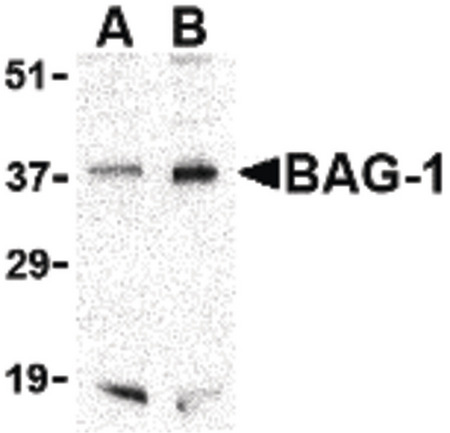 Western blot of BAG-1 in PC-3 cell lysate with BAG-1 antibody at (A) 1 and (B) 2 ug/ml.