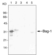 Western blot: Lane 1 Bag-1 (recombinant), lane 2 Jurkat cell lysate; lane 3 U937 cell lysate, lane 4 NIH3T3 cell lysate and lane 5 PC12 cell lysate probed with Bag-1monoclonal antibody (4A2).