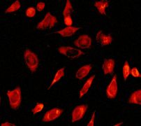 Immunofluorescent staining of HeLa cells using anti-BAG2 antibody (LS-C105572).