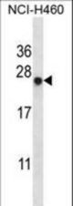 BAG2 Antibody western blot of NCI-H460 cell line lysates (35 ug/lane). The BAG2 antibody detected the BAG2 protein (arrow).