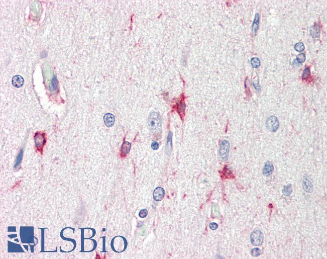 Anti-BAG3 / BAG-3 antibody IHC staining of human brain, cortex. Immunohistochemistry of formalin-fixed, paraffin-embedded tissue after heat-induced antigen retrieval. Antibody LS-B10292 concentration 5 ug/ml.