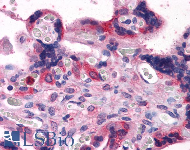 Anti-BAG3 antibody IHC of human placenta. Immunohistochemistry of formalin-fixed, paraffin-embedded tissue after heat-induced antigen retrieval. Antibody LS-B3925 concentration 3.75 ug/ml.