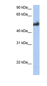 BAG3 antibody LS-C111174 Western blot of HT1080 cell lysate.