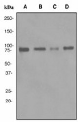 Western blot analysis on (A) 293T, (B) HeLa, (C) MCF-7 and (D) K562 cell lysates using anti-Bag-3 antibody (LS-C105709).