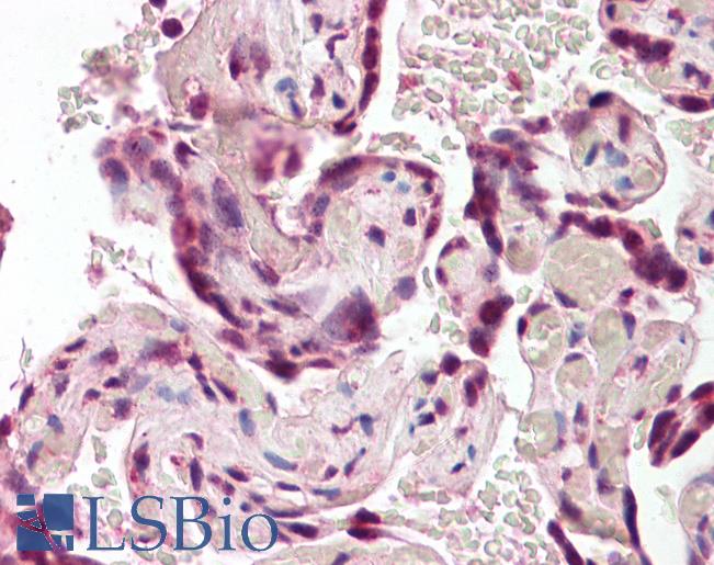 Anti-SODD / BAG4 antibody IHC of human placenta. Immunohistochemistry of formalin-fixed, paraffin-embedded tissue after heat-induced antigen retrieval. Antibody LS-B8303 dilution 3.75 ug/ml.