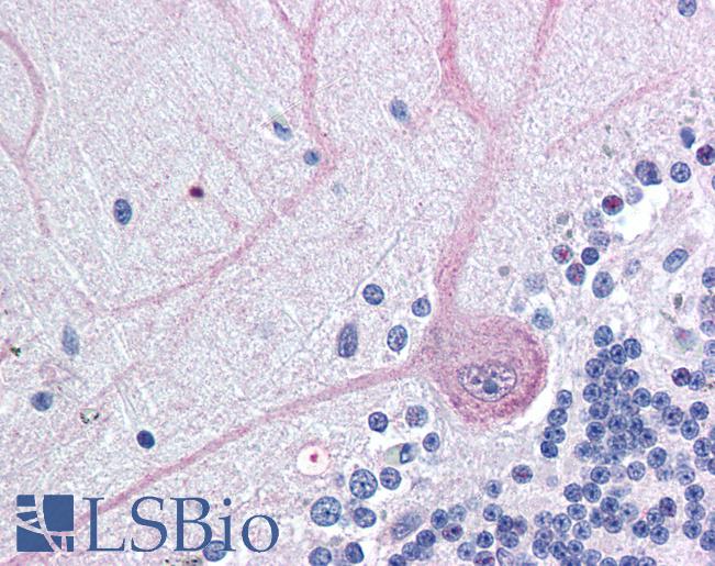 Anti-BAG4 / SODD antibody IHC of human brain, cerebellum. Immunohistochemistry of formalin-fixed, paraffin-embedded tissue after heat-induced antigen retrieval. Antibody LS-B446 concentration 5 ug/ml.
