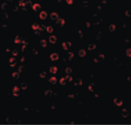 Immunofluorescence of SODD in HeLa cells with SODD antibody at 20 ug/ml.