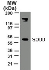 Western blot of 30 ug of total cell lysate from HeLa cells with anti-SODD (antibody) at 2 ug/ml.