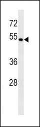 BAG4 Antibody western blot of HeLa cell line lysates (35 ug/lane). The BAG4 antibody detected the BAG4 protein (arrow).