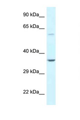 BAG5 antibody LS-C145672 Western blot of HeLa Cell lysate. Antibody concentration 1 ug/ml.