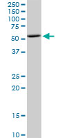 BAG5 monoclonal antibody (M02), clone 1E3. Western blot of BAG5 expression in HepG2.