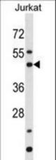 BAG5 Antibody western blot of Jurkat cell line lysates (35 ug/lane). The BAG5 antibody detected the BAG5 protein (arrow).