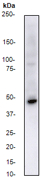 Western blot analysis on K562 cell lysate using anti-CKRB/CKR11 (N-term) antibody; dilution 1:10000.