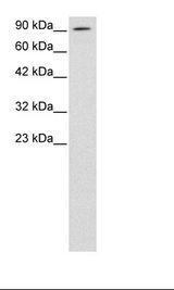HepG2 Cell Lysate