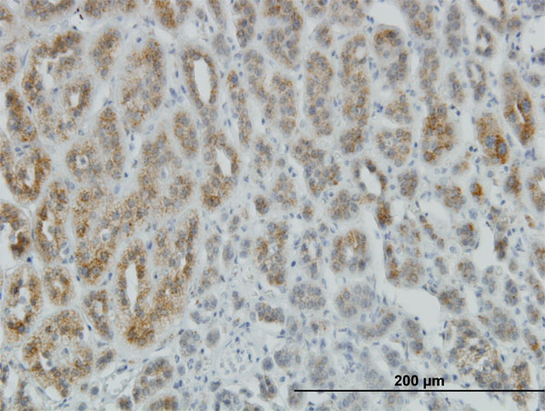 Immunoperoxidase of monoclonal antibody to AEBP1 on formalin-fixed paraffin-embedded human adrenal gland. [antibody concentration 3 ug/ml]
