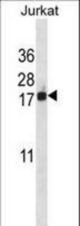 BANF1 Antibody western blot of Jurkat cell line lysates (35 ug/lane). The BANF1 antibody detected the BANF1 protein (arrow).
