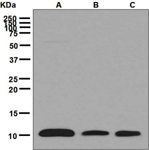 Western blot analysis on (A) HeLa, (B) HepG2, and (C) 293T cell lysates using anti-BANF1 antibody.