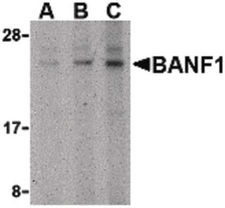 Western blot of BANF1 in mouse kidney tissue lysate with BANF1 antibody at (A) 0.5, (B) 1 and (C) 2 ug/ml.