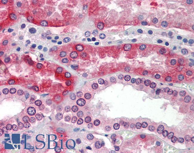 Anti-BANF1 / BAF / BCRP1 antibody IHC staining of human kidney. Immunohistochemistry of formalin-fixed, paraffin-embedded tissue after heat-induced antigen retrieval.