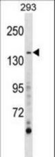 AEBP1 Antibody western blot of 293 cell line lysates (35 ug/lane). The AEBP1 antibody detected the AEBP1 protein (arrow).