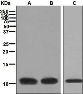 Western blot analysis on (A) HeLa, (B) HepG2, and (C) 293T cell lysates using anti-BANF1 antibody.