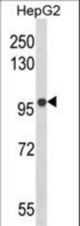Western blot of BANK1 Antibody in HepG2 cell line lysates (35 ug/lane). BANK1 (arrow) was detected using the purified antibody.