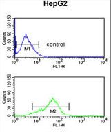 BANK1 Antibody flow cytometry of HepG2 cells (bottom histogram) compared to a negative control cell (top histogram). FITC-conjugated goat-anti-rabbit secondary antibodies were used for the analysis.