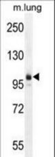 AEBP1 Antibody western blot of mouse lung tissue lysates (35 ug/lane). The AEBP1 antibody detected the AEBP1 protein (arrow).