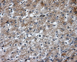 IHC of paraffin-embedded liver tissue using anti-SIL1 mouse monoclonal antibody. (Dilution 1:50).
