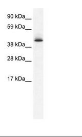 Fetal Kidney Lysate