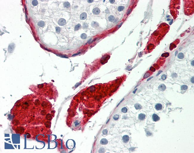 Anti-BAP / SIL1 antibody IHC staining of human testis. Immunohistochemistry of formalin-fixed, paraffin-embedded tissue after heat-induced antigen retrieval.