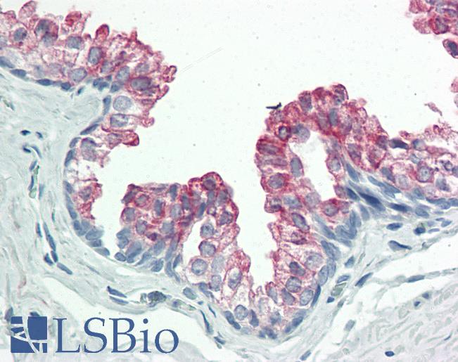 Anti-BAP / SIL1 antibody IHC staining of human prostate. Immunohistochemistry of formalin-fixed, paraffin-embedded tissue after heat-induced antigen retrieval. Antibody LS-B11474 concentration 10 ug/ml.