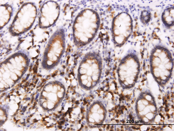 Immunoperoxidase of monoclonal antibody to BCAP29 on formalin-fixed paraffin-embedded human colon. [antibody concentration 1.5 ug/ml]