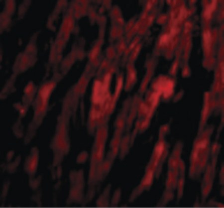 Immunofluorescence of BAP29 in Human Heart cells with BAP29 antibody at 20 ug/ml.
