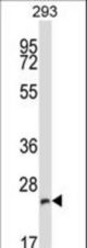 BCAP29 Antibody western blot of 293 cell line lysates (35 ug/lane). The BCAP29 antibody detected the BCAP29 protein (arrow).