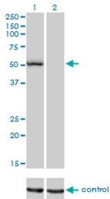 Western blot of BFAR over-expressed 293 cell line, cotransfected with BFAR Validated Chimera RNAi (Lane 2) or non-transfected control (Lane 1). Blot probed with BFAR monoclonal antibody, clone 1C6. GAPDH ( 36.1 kD ) used as specificity an.