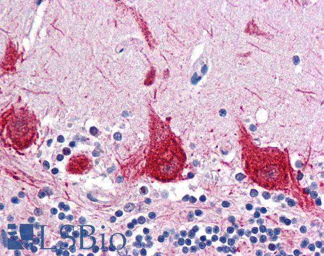 Anti-BFAR antibody IHC of human brain, cerebellum. Immunohistochemistry of formalin-fixed, paraffin-embedded tissue after heat-induced antigen retrieval. Antibody LS-B4629 concentration 5 ug/ml.