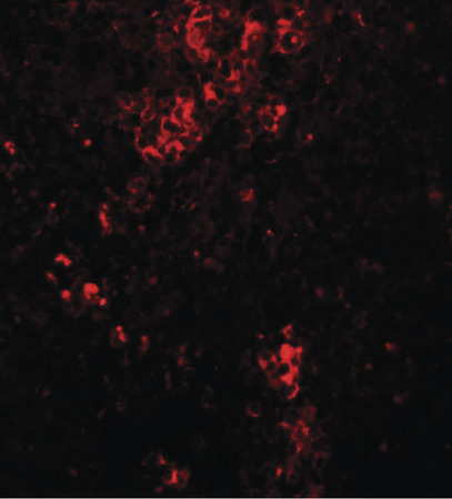 Immunofluorescence of BFAR in mouse kidney tissue with BFAR antibody at 20 ug/ml.