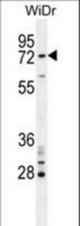 BARD1 Antibody western blot of WiDr cell line lysates (35 ug/lane). The BARD1 antibody detected the BARD1 protein (arrow).