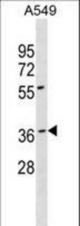 BARHL1 Antibody western blot of A549 cell line lysates (35 ug/lane). The BARHL1 antibody detected the BARHL1 protein (arrow).