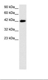 HepG2 Cell Lysate