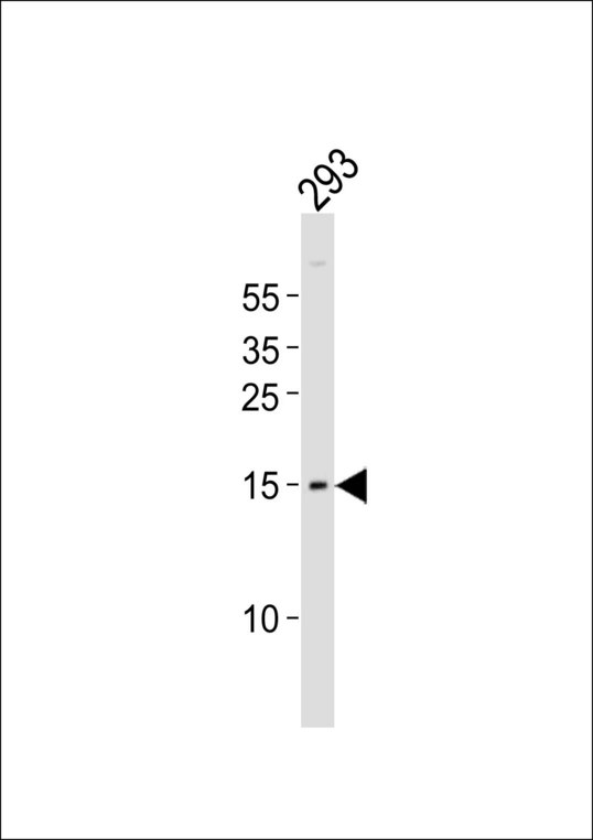 Western blot of lysate from 293 cell line, using BATF Antibody. Antibody was diluted at 1:1000. A goat anti-rabbit IgG H&L (HRP) at 1:10000 dilution was used as the secondary antibody. Lysate at 20ug.