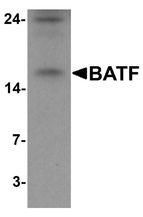 Western blot analysis of BATF in rat spleen tissue lysate with BATF antibody at 1 ug/ml.