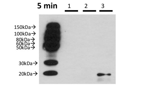 BATF2 Antibody in Mouse Macrophages cells using Western Blot. lysate.