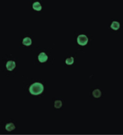 Immunofluorescence of Bax in HL60 cells with Bax antibody at 2 ug/ml.