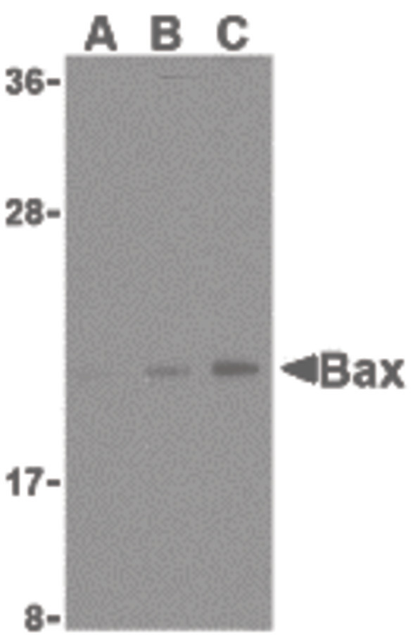 Western blot of Bax in HL-60 cell lysates with Bax antibody at (A) 1, (B) 2, and (C) 4 ug/ml.