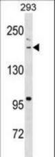 BAZ1B Antibody western blot of 293 cell line lysates (35 ug/lane). The BAZ1B antibody detected the BAZ1B protein (arrow).
