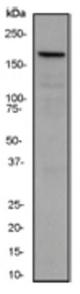 Western blot analysis on HeLa cell lysate using anti-WSTF antibody, dilution 1:20000.